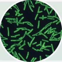 芽孢杆菌 芽孢杆菌