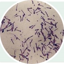 自生固氮菌 自生固氮菌