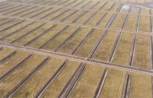 盐碱地治理 盐碱地治理